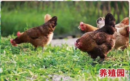 大安市天泽园养老中心环境图片