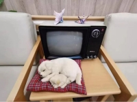 上海松江慧享福长者照护之家服务图片