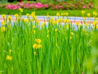 中国太平·芙蓉人家环境图片